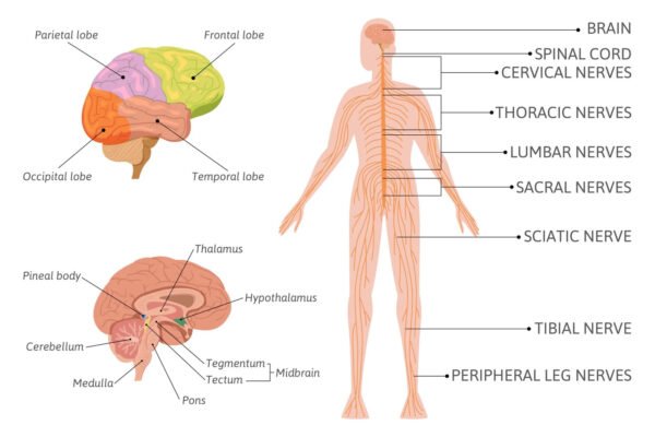 Gut-Brain Axis: How Your Gut Shapes Mood and Mental Health Gut-Brain Axis