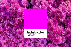 Read more about the article The Beauty of Fuchsia Color: An In-Depth Color Analysis