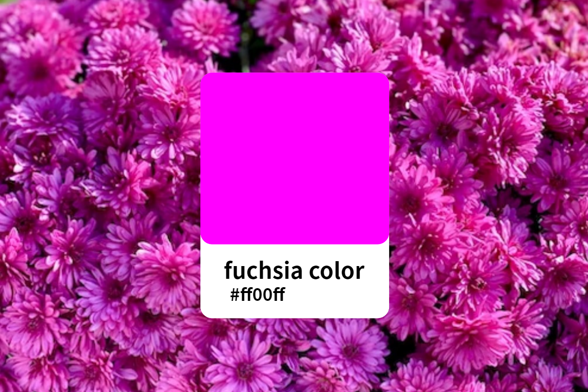 You are currently viewing The Beauty of Fuchsia Color: An In-Depth Color Analysis