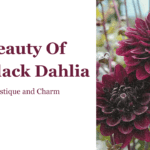 black dahlia flower