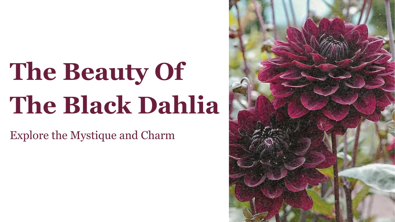 Black Dahlia Flower Guide: Meaning, Care & Cultivation Tips 15 black dahlia flower