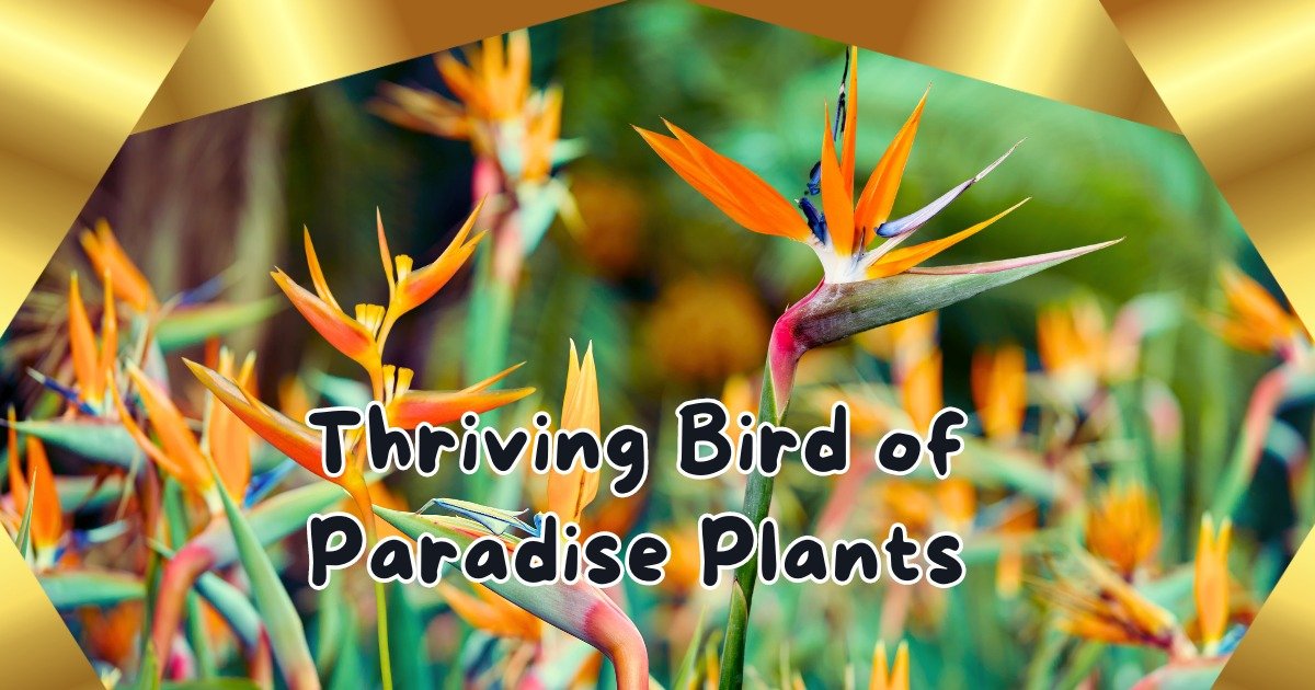 Read more about the article 10 Powerful Tips for Thriving Bird of Paradise Plants That Every Gardener Needs