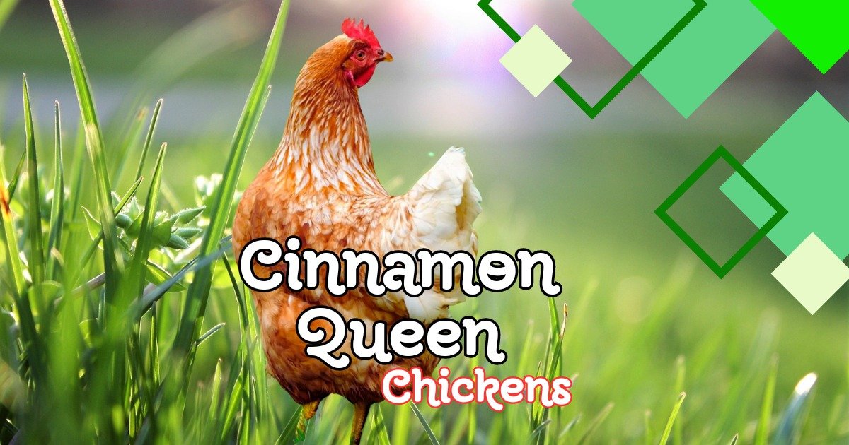 Cinnamon Queen Chickens