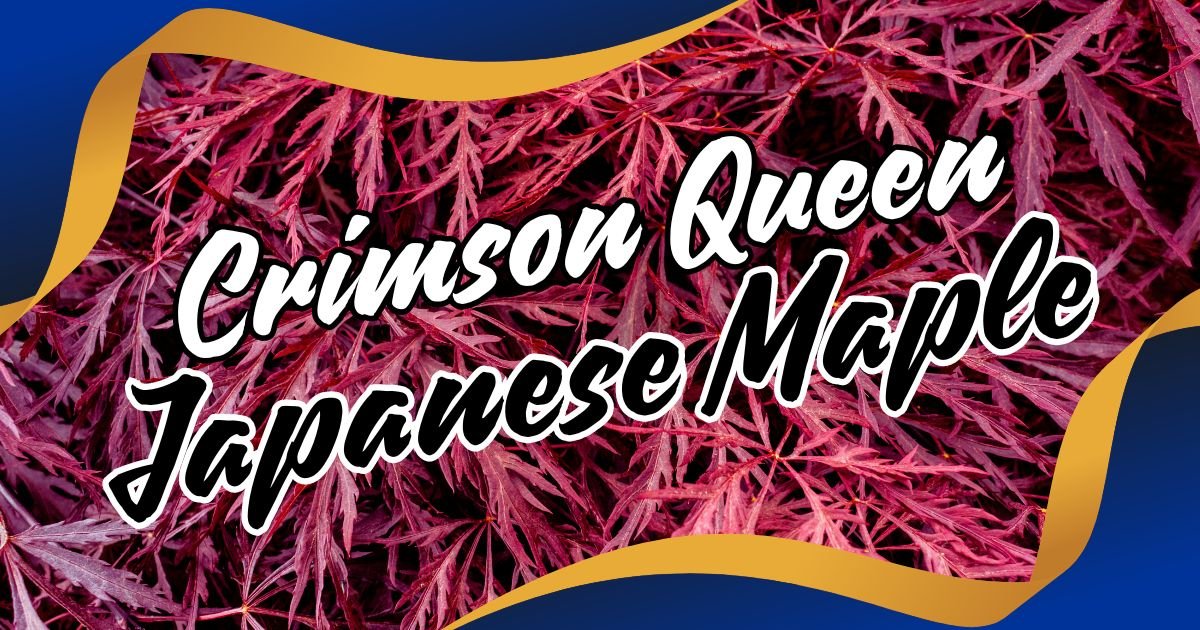 Crimson Queen Japanese Maple