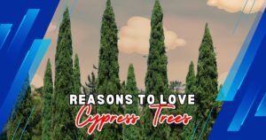 Read more about the article 10 Powerful Reasons to Love Cypress Trees: Benefits, Symbolism, and Growth Tips