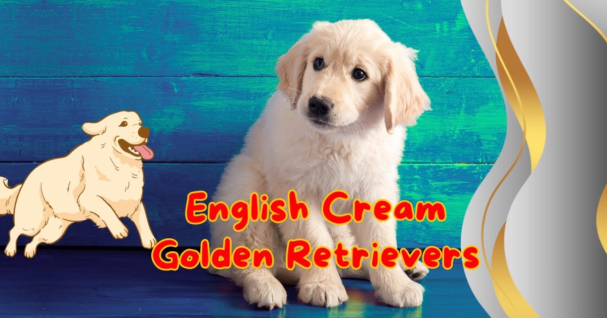 English Cream Golden Retrievers