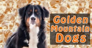 Read more about the article Golden Mountain Dogs: Key Facts and Essential Care Tips