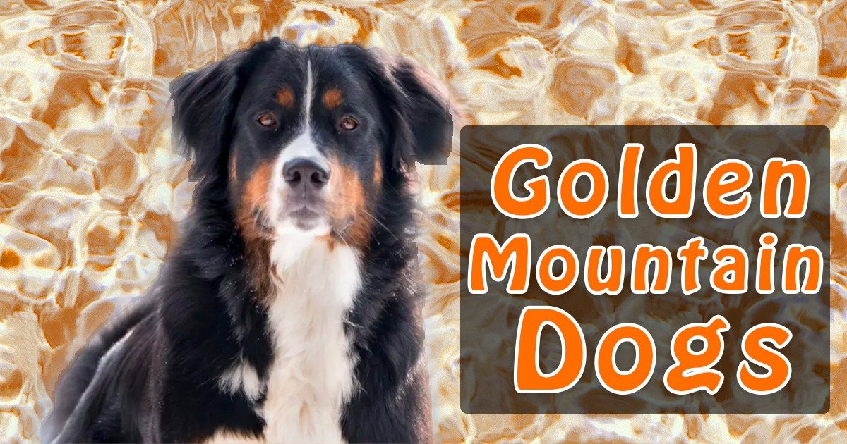 Golden Mountain Dogs