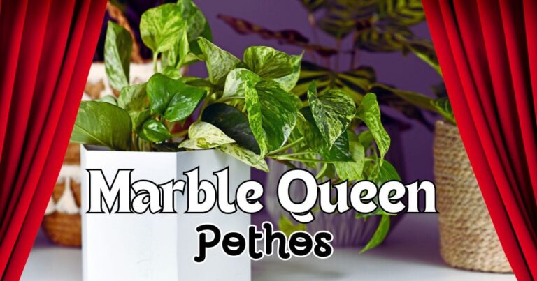 Marble Queen Pothos Care Guide: Grow a Healthy, Vibrant Plant