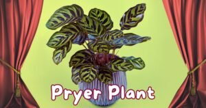 Read more about the article 10 Proven Secrets to Growing Lush and Vibrant Prayer Plants!