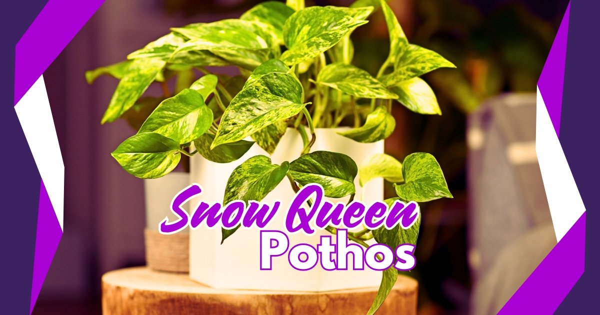 Snow Queen Pothos