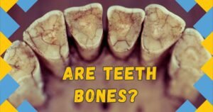 Read more about the article Unlock the Secrets: Are Teeth Bones? Essential Insights You Need!