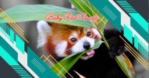 Read more about the article Discover the Adorable World of Baby Red Panda: A Heartwarming Guide