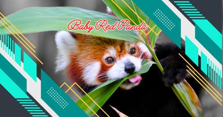 Baby Red Panda