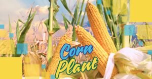 Read more about the article Unlock the Secrets of Corn Plant Care: Elevate Your Home’s Greenery.