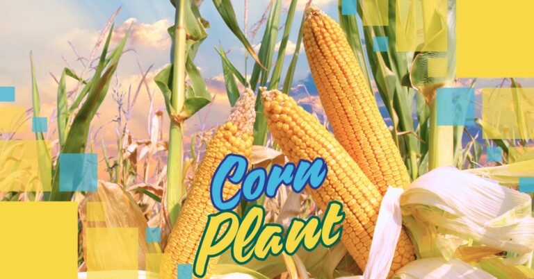 Corn Plant