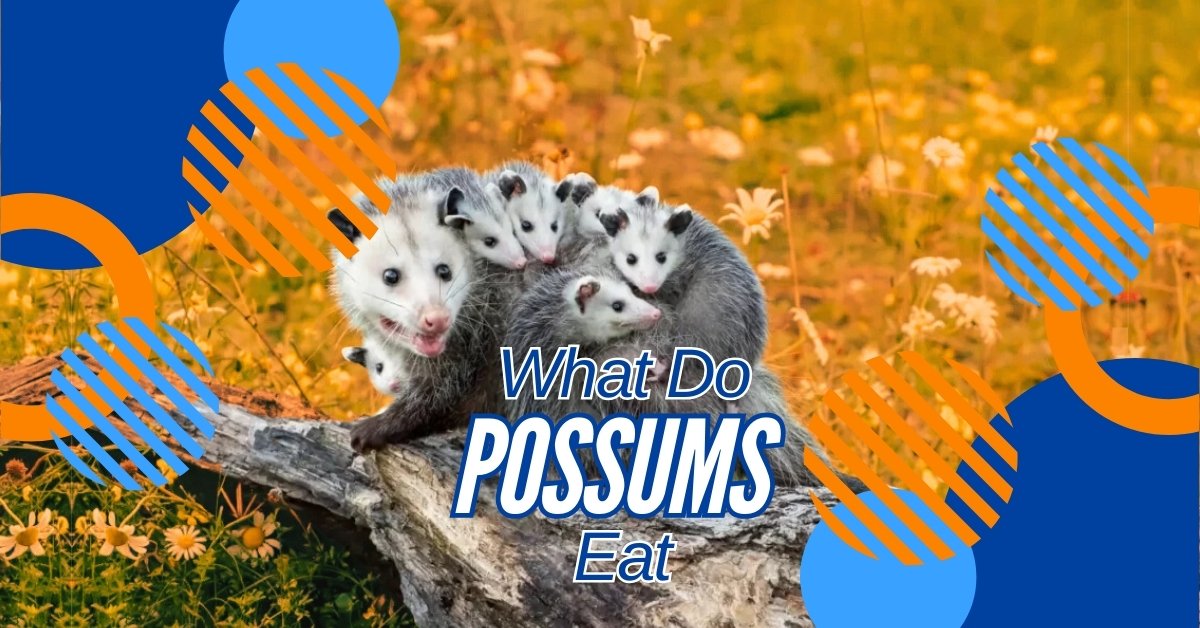 Read more about the article Unlock the Secrets of What Do Possums Eat: A Comprehensive Guide!