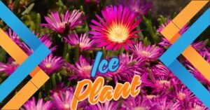 Read more about the article Transform Your Garden with Ice Plant: The Incredible Succulent That Thrives in Drought