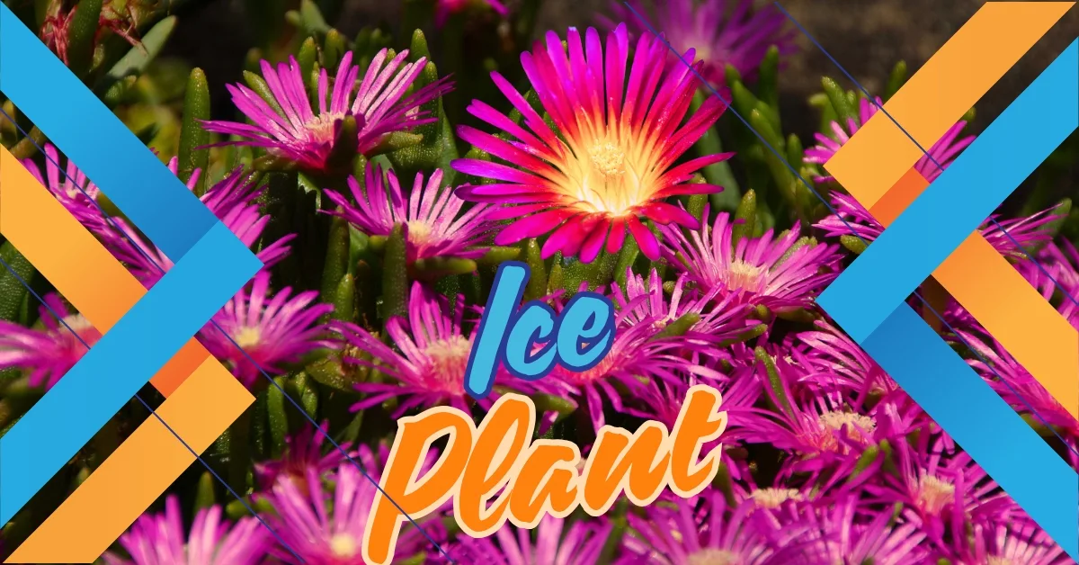 Ice Plant