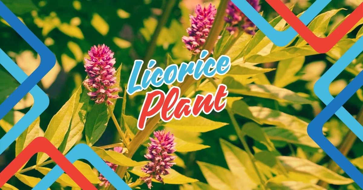 Licorice Plant