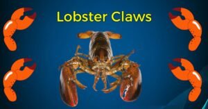 Read more about the article Discover the Delicious Secrets of Lobster Claws: A Culinary Treasure