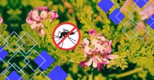 Read more about the article Unlock the Incredible Benefits of Mosquito Plant for Your Home.