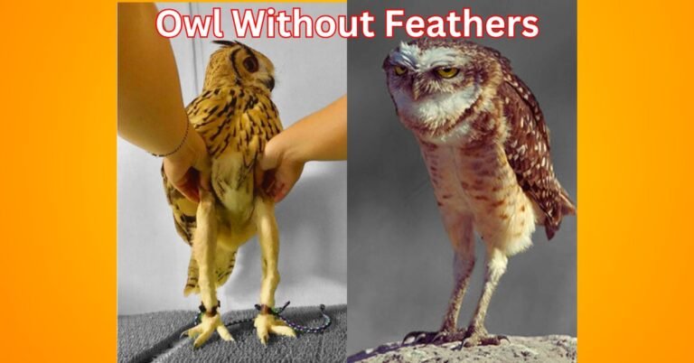 Owl Without Feathers