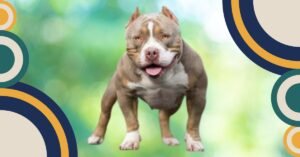 Read more about the article Unleash the Joy of Pocket Bullies: The Ultimate Guide to Pocket Bully Companionship