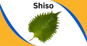 Read more about the article Unlock the Amazing Health Secrets of Shiso: Your Ultimate Guide to This Culinary Wonder