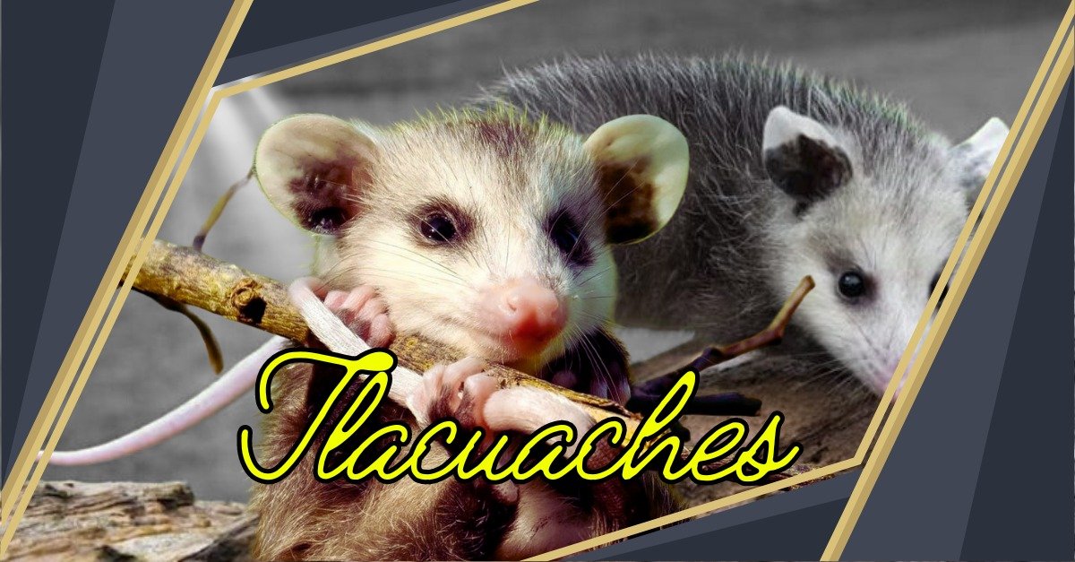 You are currently viewing Discover the Incredible Benefits of Tlacuaches: Nature’s Remarkable Creatures