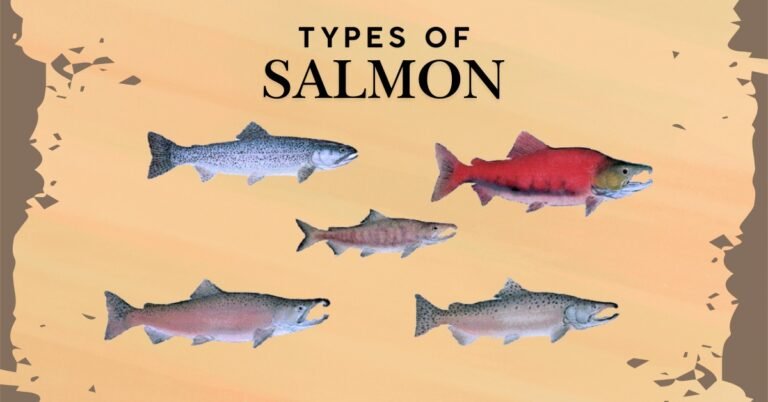 Types of Salmon