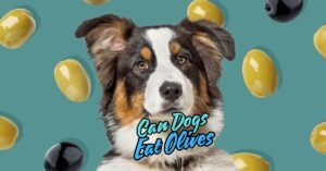 Read more about the article Can Dogs Eat Olives? Unlock the Truth About This Healthy Snack!