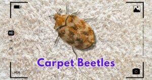 Read more about the article Say Goodbye to Carpet Beetles: Proven Methods on How to Get Rid of Carpet Beetles for a Pest-Free Home.