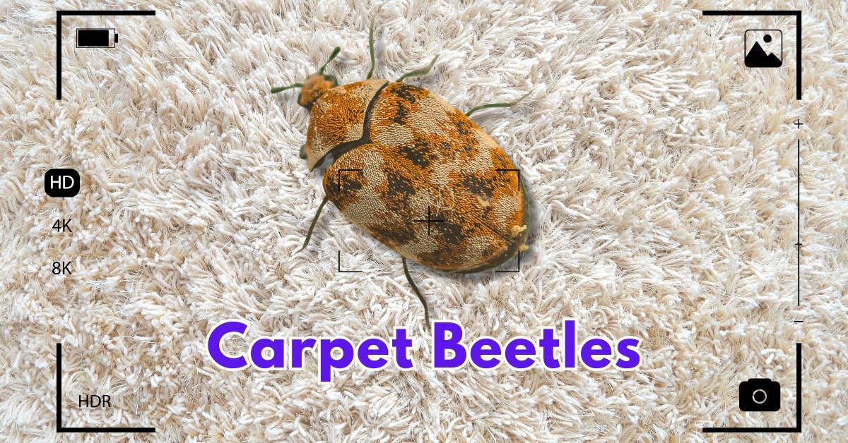 You are currently viewing Say Goodbye to Carpet Beetles: Proven Methods on How to Get Rid of Carpet Beetles for a Pest-Free Home.