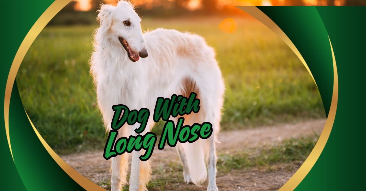 Read more about the article Unleash the Charm of Long-Nosed Dogs: A Comprehensive Guide to the Dog with a Long Nose