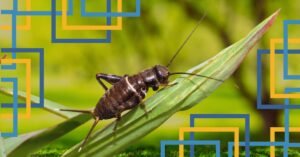 Read more about the article Unlock the Secrets: What Do Crickets Eat to Thrive and Flourish?