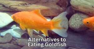 Read more about the article Alternatives to Eating Goldfish: Nutritious and Ethical Seafood Options