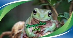 Read more about the article Unlock the Secrets of the Dumpy Tree Frog: Your Ultimate Guide to This Charming Amphibian.