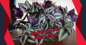 Read more about the article Complete Guide to Wandering Jew Plant Care: Tips for a Thriving Indoor Garden