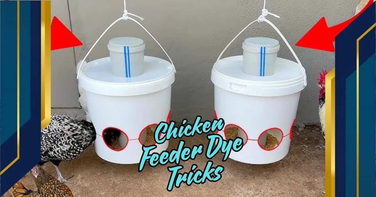 Chicken Feeder