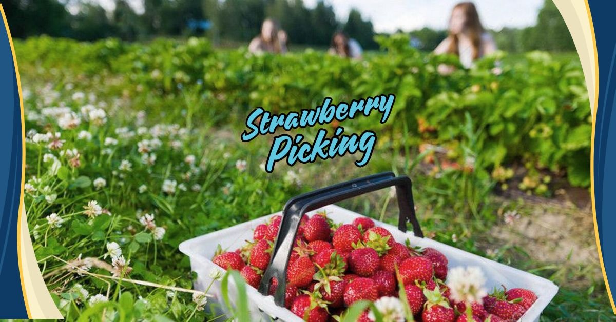 strawberry picking