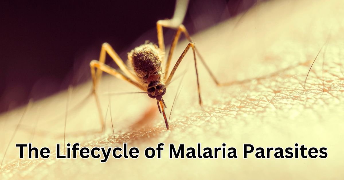 Read more about the article The Lifecycle of Malaria Parasites: From Mosquito Bite to Infection