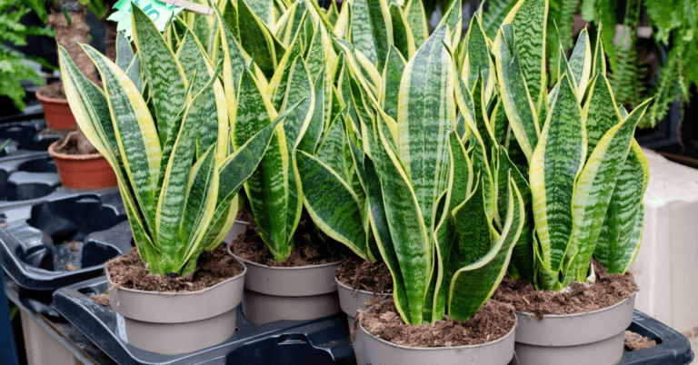 11 Surprising Snake Plant Benefits: Why Every Home Needs One (Latest Guide)