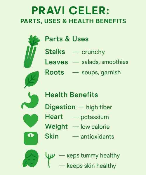 Pravi Celer: The Real Celery, Benefits, Uses, and Safety Facts 6 Pravi Celer infographic showing stalks, leaves, roots, and health benefits for digestion, heart, weight, and skin.