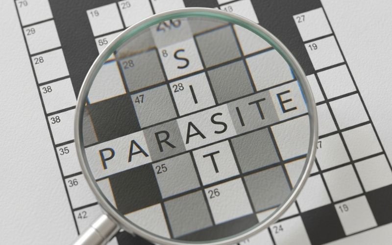 How to Solve the Sycophant Crossword Clue