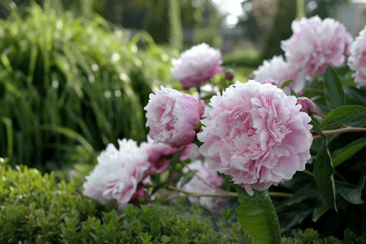 5 Ways to Arrange Peony Flowers for Perfect Aesthetic Shots