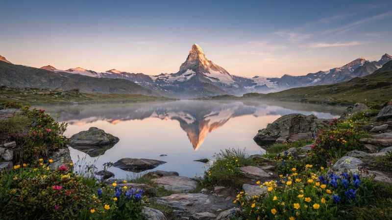 Sunrise reflection of the Matterhorn in Stellisee Lake with alpine flowers and crystal clear water in Switzerland.